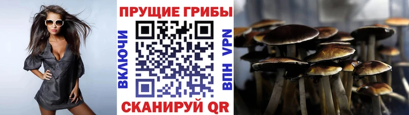 Псилоцибиновые грибы мицелий  Жуков 